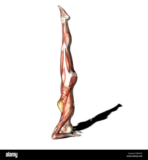 11+ Headstand Muscles | Yoga Poses