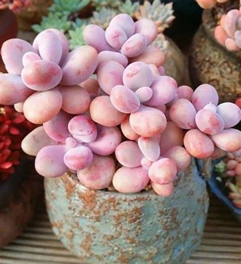 Unusual Succulents Plants | Lipstick Alley