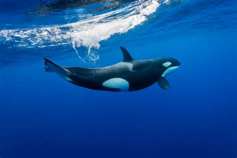 Orca Facts - CRITTERFACTS