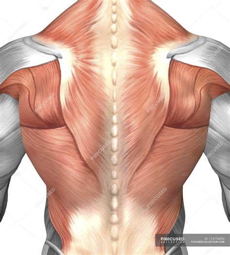 Lower Back Muscles Labeled Educational Anatomical Scheme Vector | Porn Sex Picture