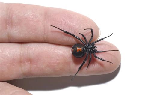 Black widow spider bite: Causes, appearance, symptoms, and treatment (2022)