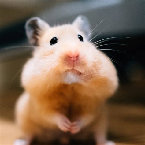 Download Listening Hamster Meme Wallpaper | Wallpapers.com