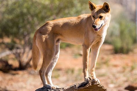 What Animals Live In The Australian Outback? - WorldAtlas