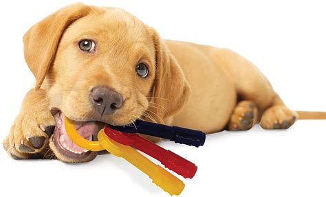 The 10 Best Chew Toys For Your Pup [Keep Them Entertained]