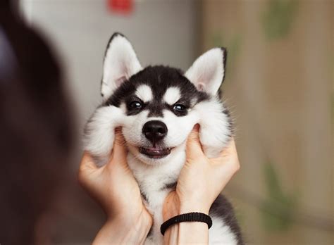 Photographer's Portfolio is Filled with Adorable Portraits of Fluffy Siberian Husky Puppies