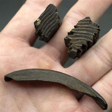 Lot of Fossil Capybara Teeth for Sale - Digging Science