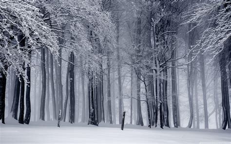 Winter Forest Wallpapers - Top Free Winter Forest Backgrounds - WallpaperAccess