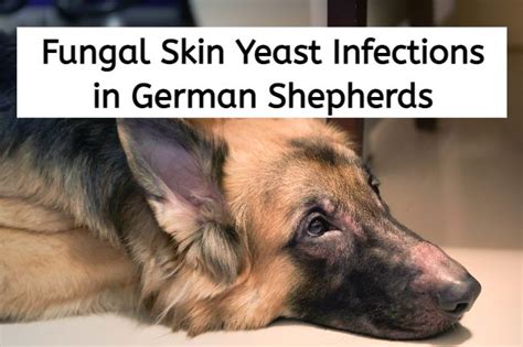 How To Treat Fungal German Shepherd Skin Yeast Infection