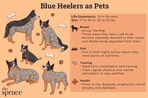 Blue Heeler (Australian Cattle Dog): Characteristics & Care