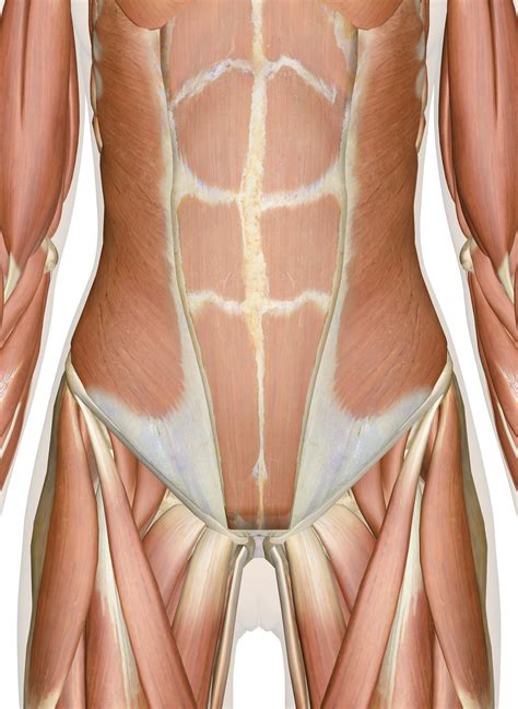 Pelvic Muscles Anatomy Male