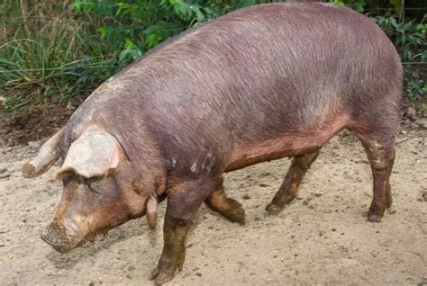 Red Wattle Pig: Hardy and Adaptable, Tasty Meat, Generous Litter Size, and Rapid Growth – FarmerDB