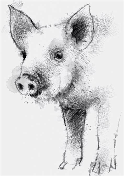 Pencil Drawings Of Animals, Animal Sketches, Cute Drawings, Pig Drawing, Drawing Sketches ...