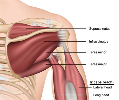 Rotator Cuff Injuries | | The Body Mechanic®