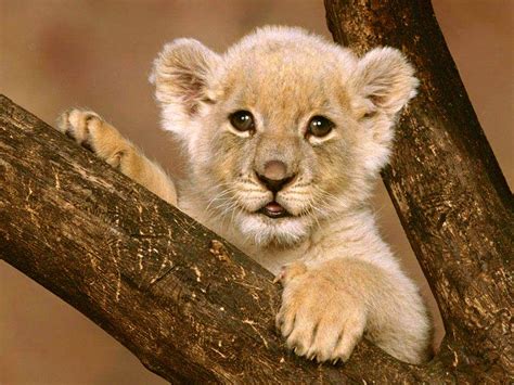 cute lion cubs - Lion cubs Photo (36274581) - Fanpop