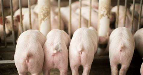 How to care for weaned pigs: Basics of nursery pig care | Alltech