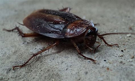 A Homeowner's Guide to Common House Bugs - ArticleCity.com