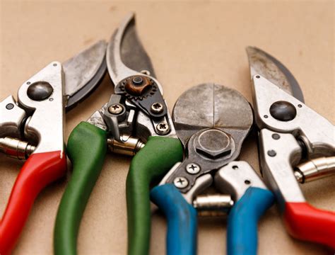 Where to Cut Hydrangeas When Pruning