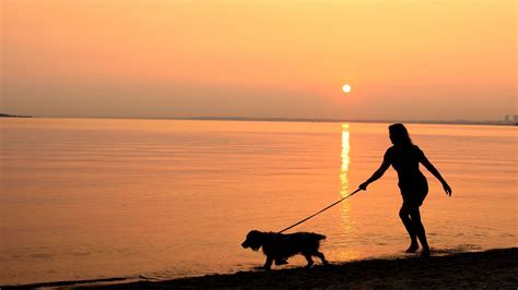 Walks With Your Dog in Prestatyn | Near The Beaches Hotel & Spa