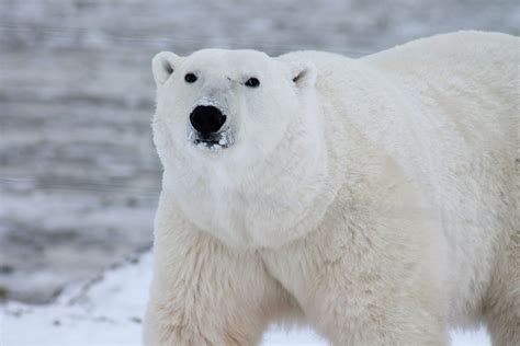 Polar Bear 4k UHD Wallpaper