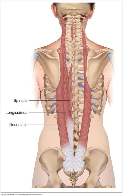 Muscles Of The Lower Back Diagram - Muscles Of The Lumbar Spine Of The Trunk : Stronger muscles ...