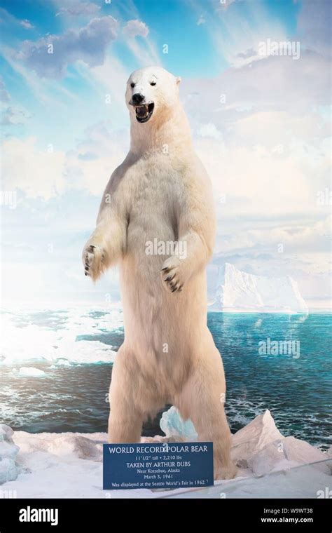 World Record Polar Bear