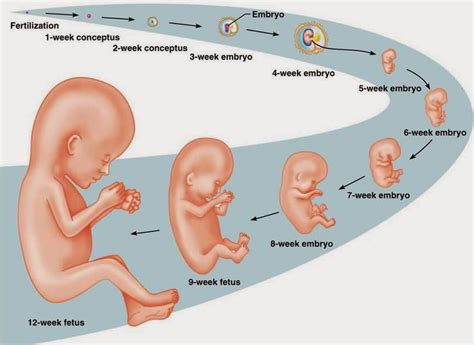 Embryonic And Fetal Development Stages