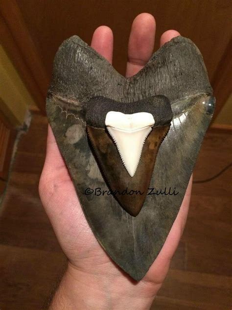 Megalodon Vs. Great White Tooth Size - FossilEra.com