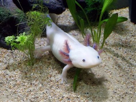 Axolotl Care 101: Tank Setup, Food, Lifespan & More!