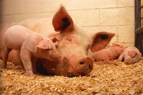 Pig farming - Blueflame Energy Solutions | Biozone