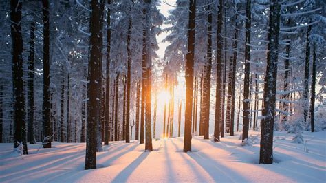 Winter Forest Wallpapers - Wallpaper Cave