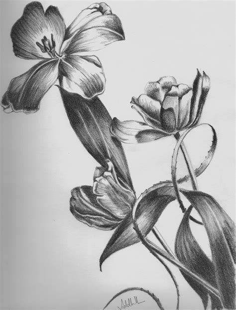 Flower Shading Drawing at PaintingValley.com | Explore collection of Flower Shading Drawing