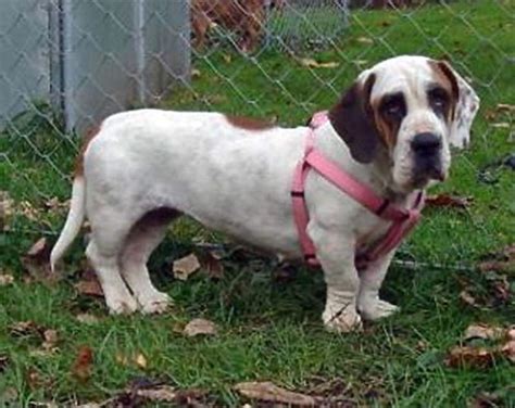 10 Heart-melting Basset Hound Mix Breeds To Aww Over