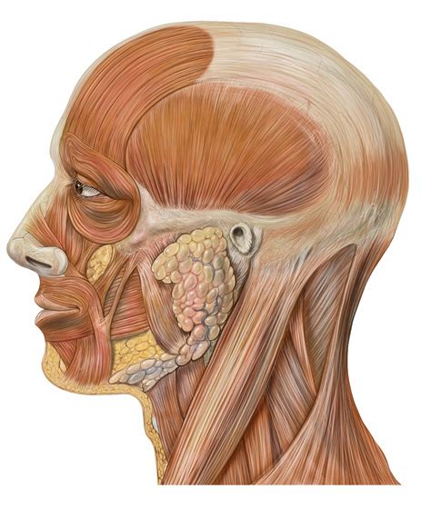 Lynch - Drawing Muscles of the head - no labels | AnatomyTOOL