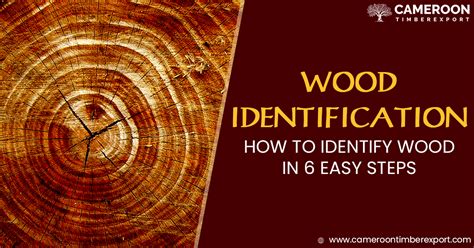 Wood Identification - How to Identify Wood in 6 Easy Steps?