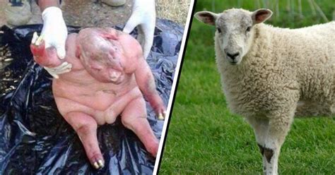 South African Villagers Terrified By Half-Human, Half-Sheep Hybrid 'Sent By The Devil ...