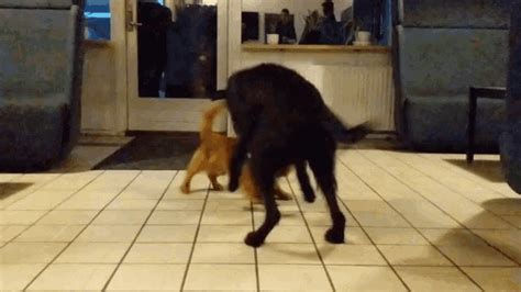 Dogs Chasing In Circles Big Dog GIF - DogsChasingInCircles BigDog SmallDog - Discover & Share GIFs