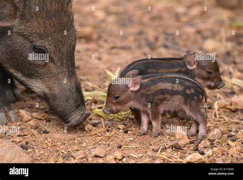 baby wild boar with their mum Stock Photo - Alamy