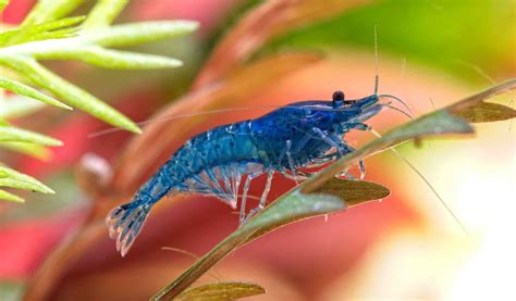 Blue Velvet Shrimp/ Neocaridina Davidi Pairs) Buy Aquarium, 48% OFF