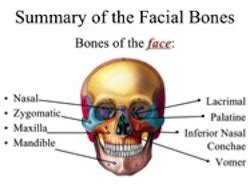 How Many Facial Bones Are There - Gay Ass