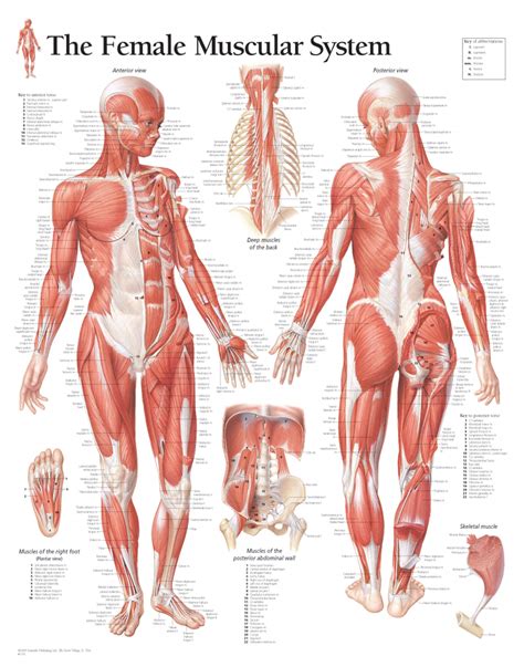 The Female Muscular System | Scientific Publishing