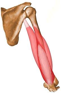 Barra oblicua Cuando Alrededor triceps anatomy elefante juego Lleno