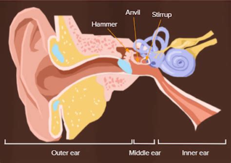 Identify the three delicate bones which are present in the middle ear.