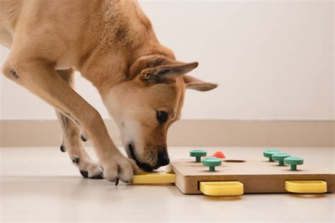 Best Food Puzzle Toys For Dogs | Wow Blog