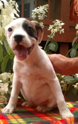 Bulloxer puppies for Sale in Fredericksbg, Ohio Classified | AmericanListed.com