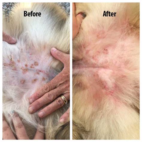 Dog Skin Rashes | ubicaciondepersonas.cdmx.gob.mx