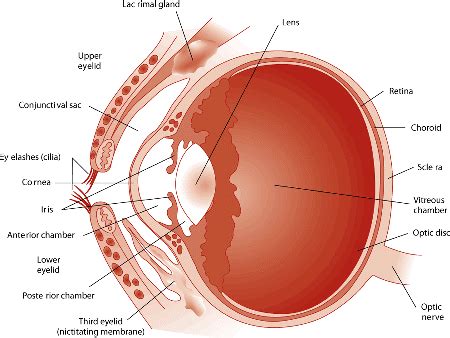 Eye Structure and Function in Horses - Horse Owners - Merck Veterinary Manual