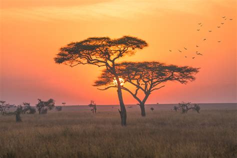 Download Grassland Nature Savannah 4k Ultra HD Wallpaper