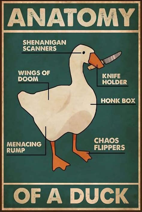 Amazon.com: QWEQWEQ Duck Knowledge Metal Tin Sign Anatomy Of A Duck Funny Poster Hunting Lodge ...