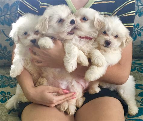 MALTESE PUPPIES FOR SALE - PetsForHomes