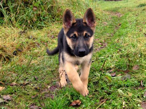 7 Facts About The German Shepherd - Animalso